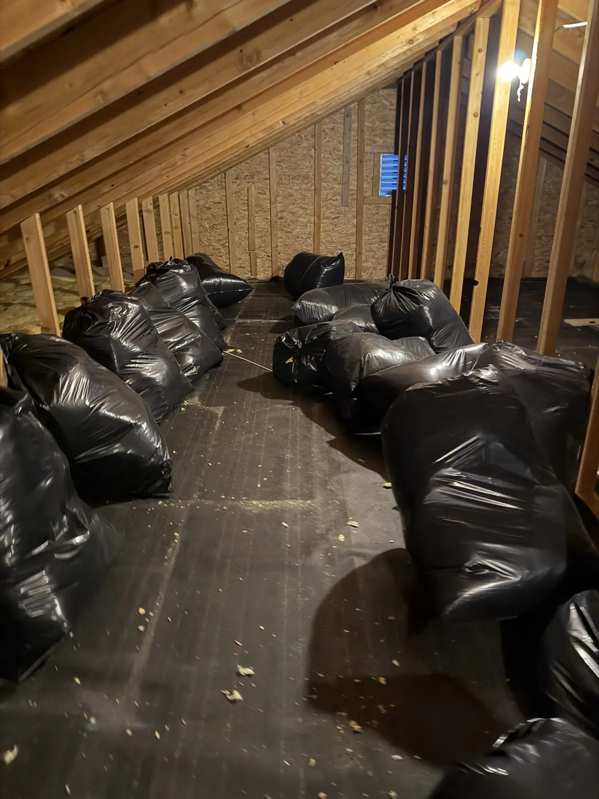 Contaminated attic insulation bagged in heavy contractor bags for removal